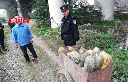 偷南瓜最新爆料新闻事件,真相揭秘，嫌疑人落网  第3张